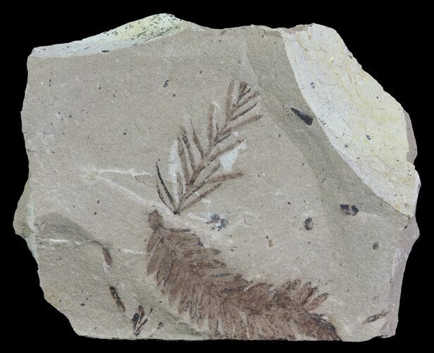 Metasequoia (Dawn Redwood) Fossil - Montana #62347